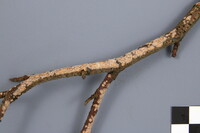 Peniophora incarnata image
